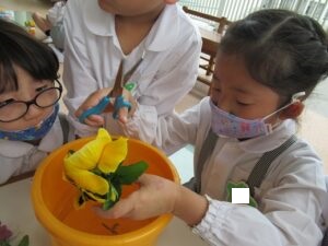 花の水切りをしました 認定こども園マリア幼稚園